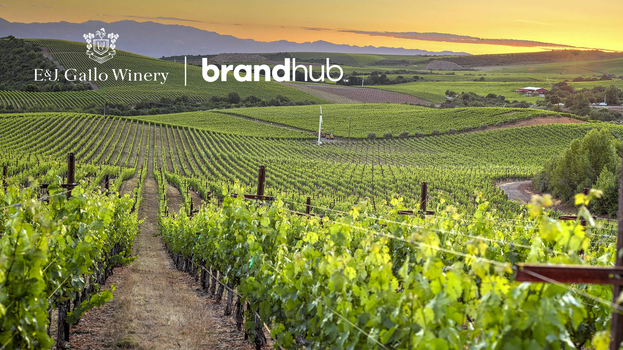 Winery field with E&J Gallo Winery and brandhub logos in the top left corner