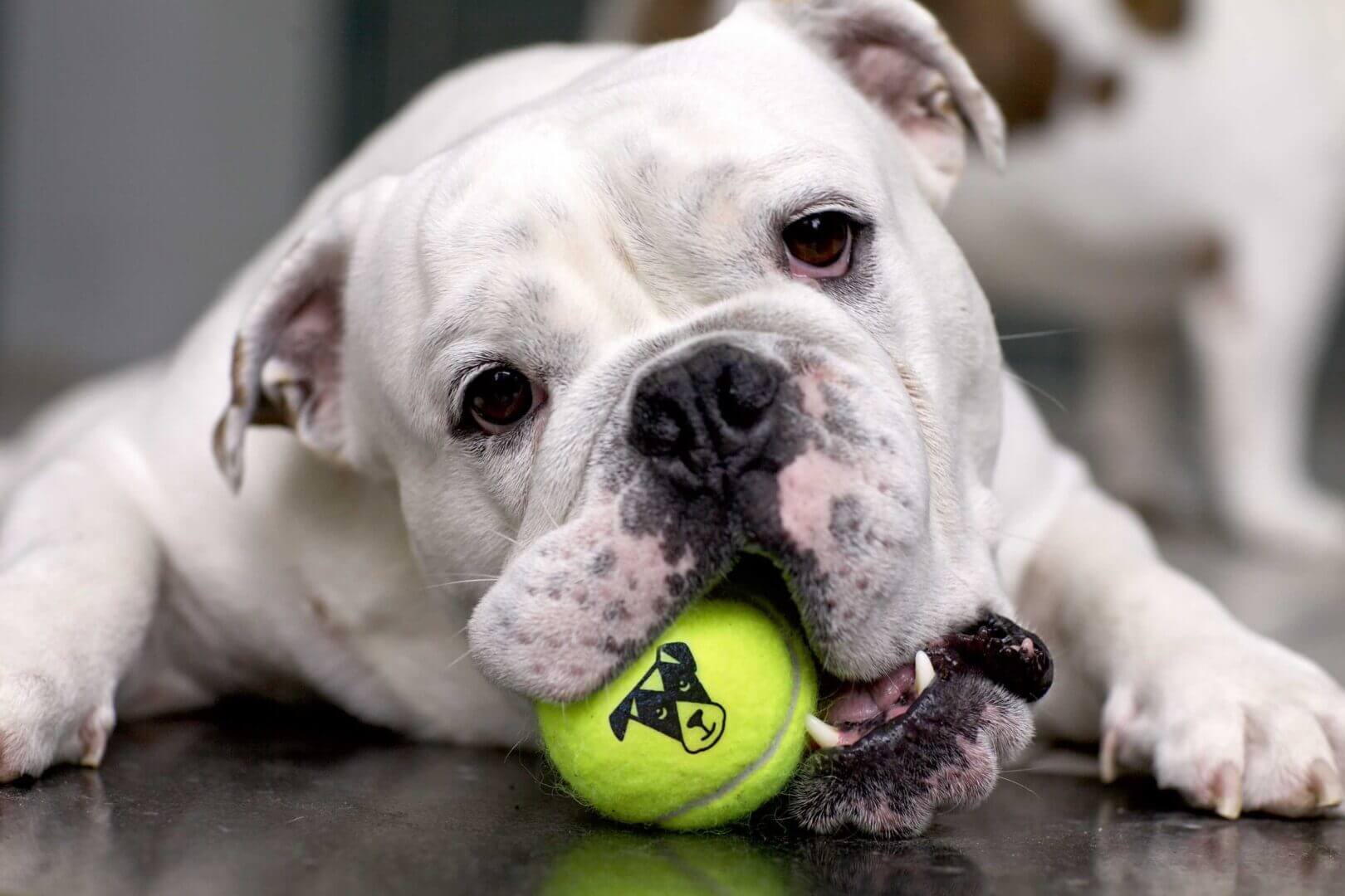 A white dog with a tennis ball in it's mouth